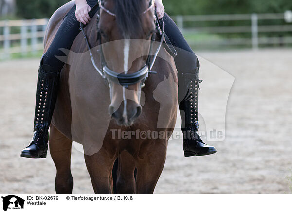 Westfale / Westphalian horse / BK-02679