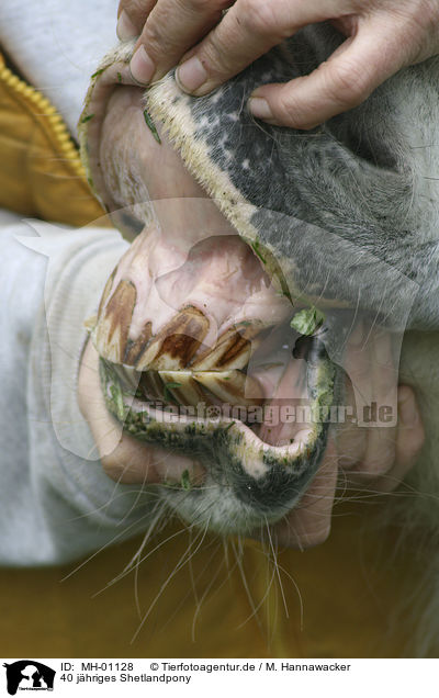 40 j�hriges Shetlandpony / 40 years old Shetlandpony / MH-01128