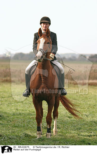 Reiter auf der Fuchsjagd / fox hunting / RR-00875