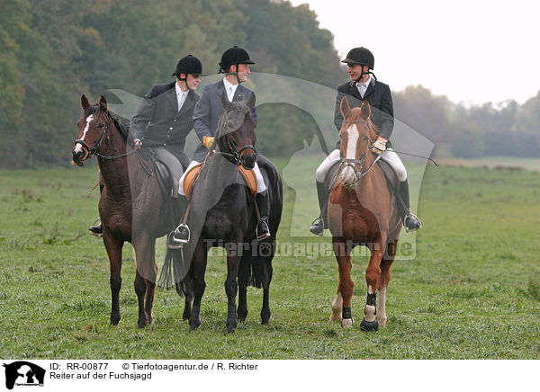 Reiter auf der Fuchsjagd / fox hunting / RR-00877