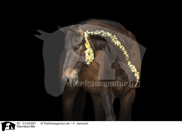 Warmblut-Mix / wamblood cross / VJ-04261