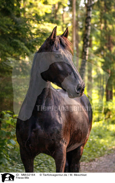 Friese-Mix / Frisian-Horse-Cross / MM-02164