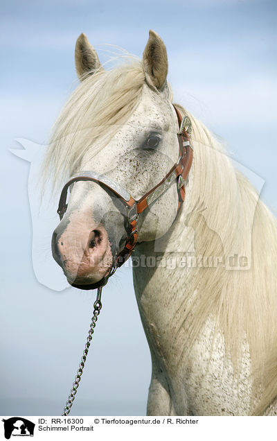 Schimmel Portrait / white Horse Portrait / RR-16300