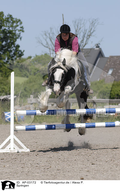 Springen / jumping / AP-03172