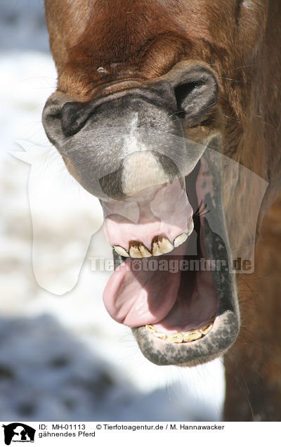 g�hnendes Pferd / yawning horse / MH-01113