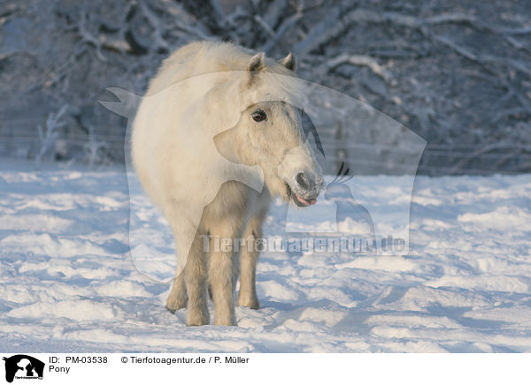 Pony / horse / PM-03538