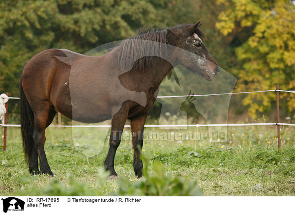 altes Pferd / old horse / RR-17695