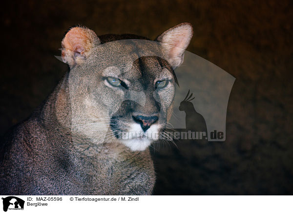 Bergl�we / cougar / MAZ-05596