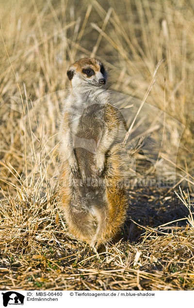 Erdm�nnchen / suricat / MBS-06460