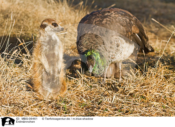 Erdm�nnchen / suricat / MBS-06461