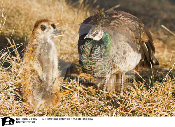 Erdm�nnchen / suricat / MBS-06462