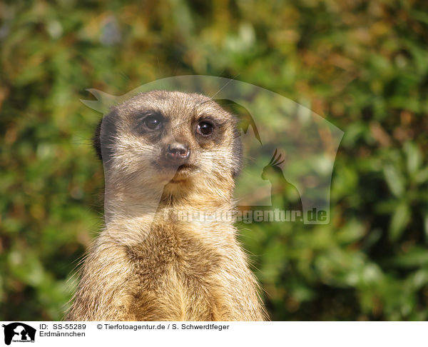 Erdm�nnchen / suricat / SS-55289