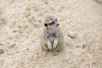 sitzendes Erdm�nnchen