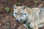 Eurasischer Grauwolf
