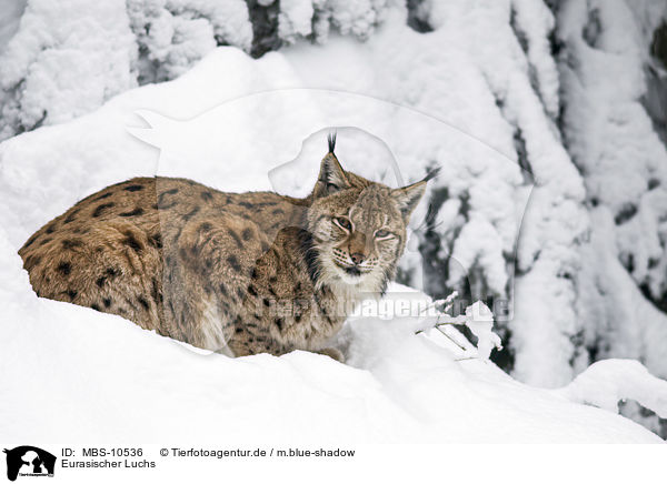 Eurasischer Luchs / lynx / MBS-10536