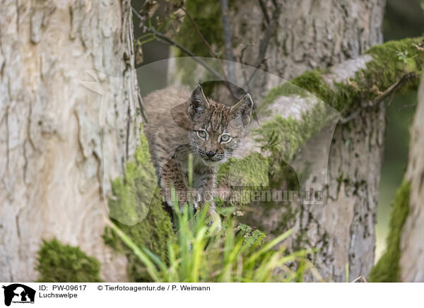 Luchswelpe / cub / PW-09617