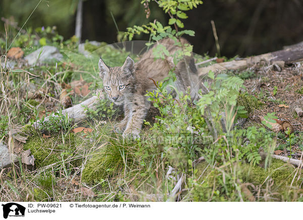 Luchswelpe / cub / PW-09621