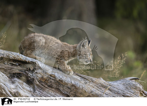 liegender Luchswelpe / lying cub / PW-09732