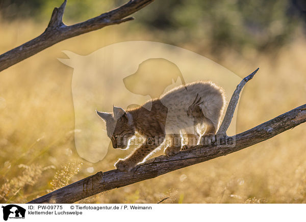 kletternder Luchswelpe / climbing cub / PW-09775