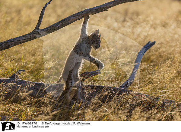 kletternder Luchswelpe / climbing cub / PW-09776