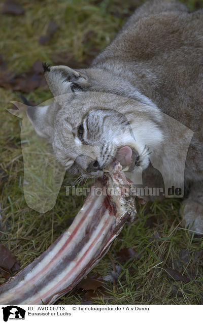 Eurasischer Luchs / Eurasian Lynx / AVD-06713