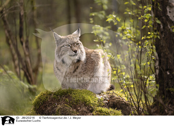 Eurasischer Luchs / Eurasian Lynx / JM-20216