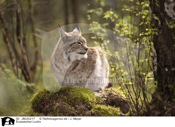 Eurasischer Luchs / Eurasian Lynx / JM-20217