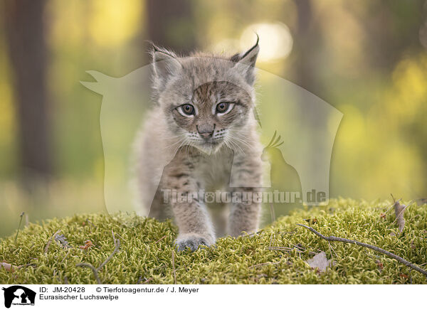 Eurasischer Luchswelpe / Eurasian Lynx cub / JM-20428