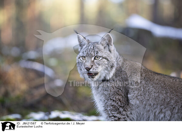 Eurasischer Luchs / Eurasian Lynx / JM-21587
