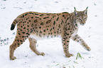 Eurasischer Luchs
