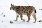Eurasischer Luchs