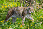 Eurasischer Luchs