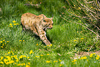 Eurasischer Luchs