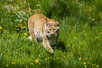 Eurasischer Luchs