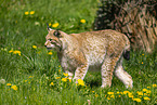 Eurasischer Luchs