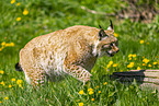 Eurasischer Luchs