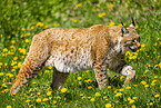 Eurasischer Luchs
