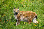 Eurasischer Luchs