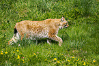 Eurasischer Luchs
