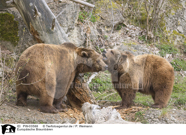 Europ�ische Braunb�ren / common bears / PW-03588