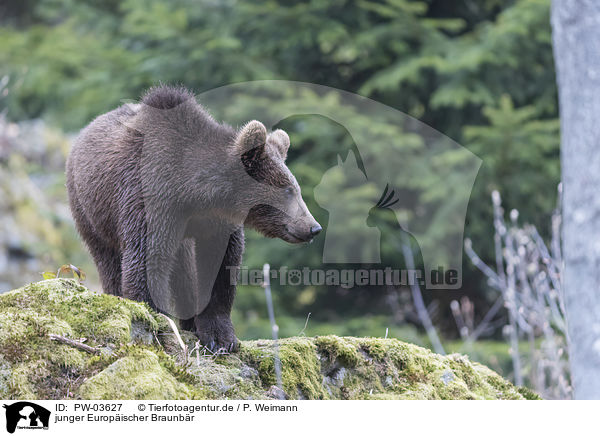 junger Europ�ischer Braunb�r / young common bear / PW-03627