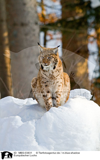 Europ�ischer Luchs / lynx / MBS-03831