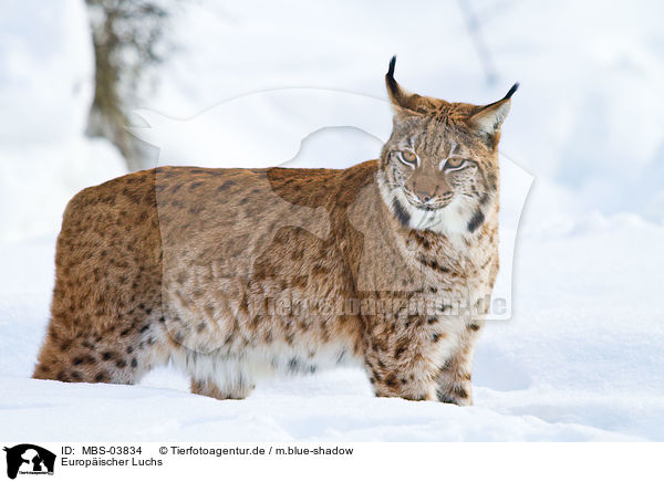 Europ�ischer Luchs / lynx / MBS-03834