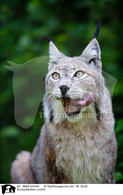 Europ�ischer Luchs / Lynx / MAZ-03440