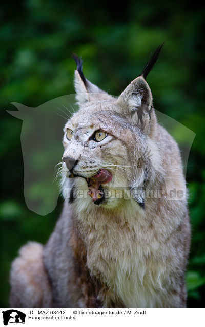 Europ�ischer Luchs / Lynx / MAZ-03442