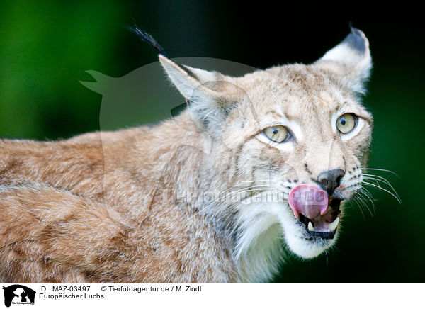Europ�ischer Luchs / Lynx / MAZ-03497
