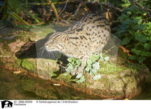 Fischkatze / fishing cat / DMS-08569