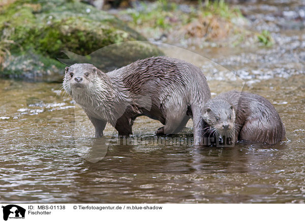 Fischotter / otter / MBS-01138