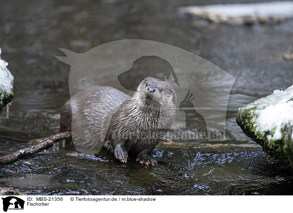 Fischotter / European Otter / MBS-21356
