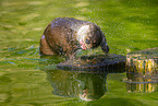 Europ�ischer Fischotter